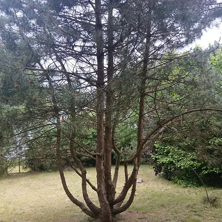 Вилла Na Kaszubach Z Wlasna Linia Brzegowa Nad Jeziorem 4 Sypialnie ,ryby,grzyby *